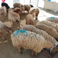 گوسفند زنده در اسلامشهر