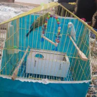یک جفت مرغ عشق