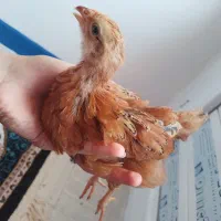 جوجه محلی