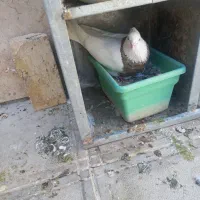 گمشده