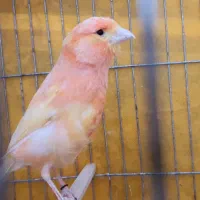 قناری جوجه ریزه خون