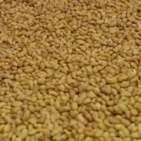 بذر یونجه قرق آبی