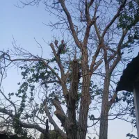 پیوند انواع درخت ،خرید ،برش ،هرس انواع درخت
