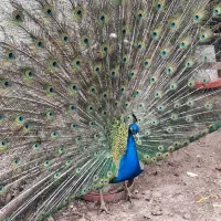 طاووس|پرنده|تهران, اتابک|دیوار