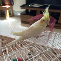 عروس جفت نر ماده
