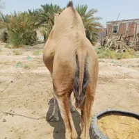 شتر ماده اوس