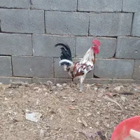 خروس