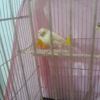 قناری ماده آماده