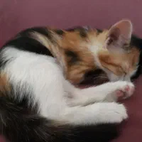 بچه گربه دوماهه