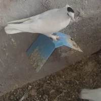 سفید خال تو سر