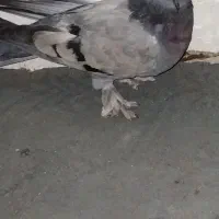سبز ملقی بمی به شرط پر بازی