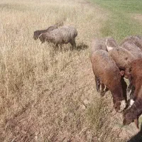 بره نر  چاق 29راس