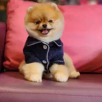 بهترین های توی پودل و پامرانین با ظمانت کتبی