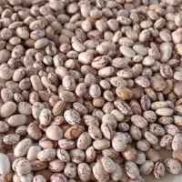 لوبیا چیتی درجه یک