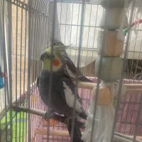 یک جفت عروس هلندی مولد 2 ساله