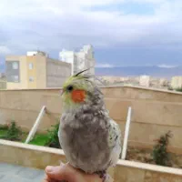 عروس هلندی خوشگل و بازیگوش