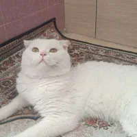 واگذاری گربه اسکاتیش