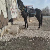 اسب نریان سن‌۳به ۴