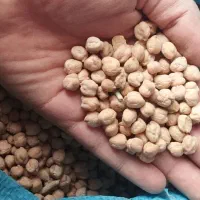 نخود و عدس درجه یک الیگودرز