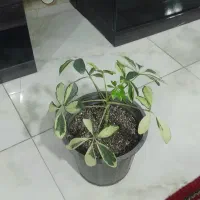 گیاه