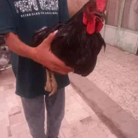 دوتا خروس