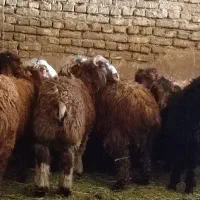 بره نر ریز یدست میش بز بزغاله
