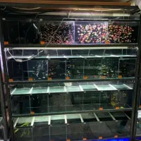 پرورش ، تکثیر ماهی اکواریوم مسجدسلیمان