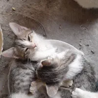 واگذاری بچه گربه رایگان
