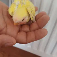 جوجه کوتوله های برزیلی