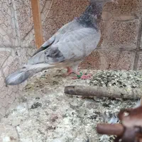 کبوتر|پرنده|مشهد, محمدآباد|دیوار