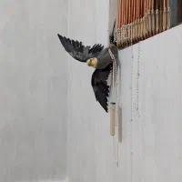 عروس هلندی نر سخنگو