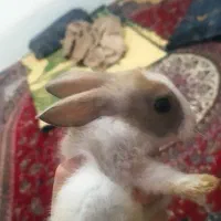 خرگوش نر  و باهوش