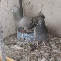 کبوتر سبز پر