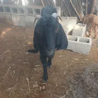 بز سیاه محلی چاق و زرنگ