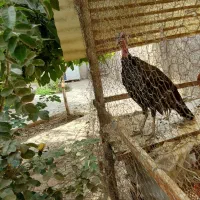 بوقلمون محلی