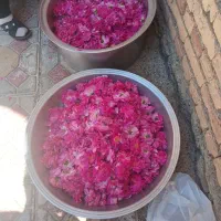 گل محمدی درجه یک