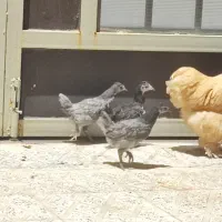 مرغ خروس و جوجه برهما و گلین