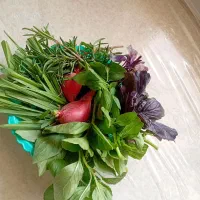 سبزی خوردن تازه