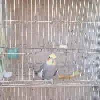عروس هلندی