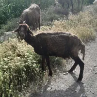 یک‌راس میشه‌فروخته‌میشه