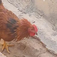 خروس