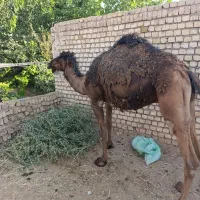 شتر
