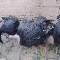 بوقلمون5ماهه تعداد 10عدد