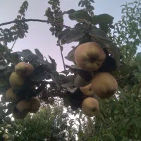 باغ-300-دیوارکشی-دارای-برق