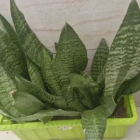 گل سانسوریا پاکوتاه