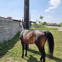 اسب عرب ایرانی درجه یک