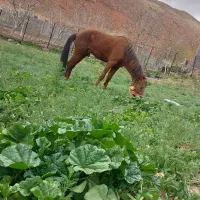 فروش یک عدد اسب نریان سه ساله