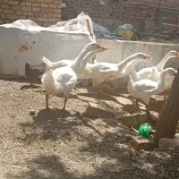 غو غاز|حیوانات مزرعه|رزن, |دیوار