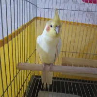 عروس هلندی سخنگو