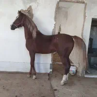 اسب ۳سال